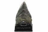 Fossil Megalodon Tooth - Georgia #121156-3